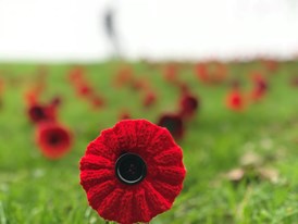 Remembrance Day field of poppies 2