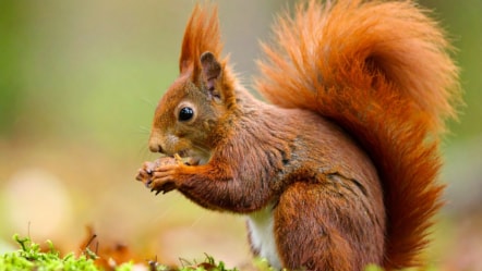 Red squirrel eating a nut (PR pic)