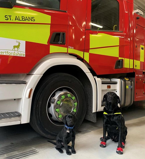 Hertfordshire Fire and Rescue Service’s new recruit 'Loki' follows in the paw-steps of one of the UK’s longest-serving fire investigation dogs: Loki and Reqs