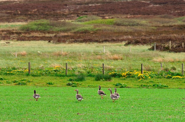 Sale of goose meat from Orkney extended across Scotland: Greylag geese grazing on a cereal crop in Orkney - credit SNH-Lorne Gill
