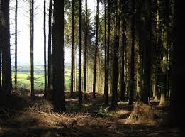 Consultation on woodland strategy: Consultation on woodland strategy