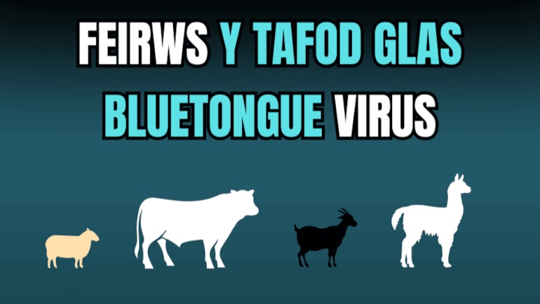 Bluetongue restrictions eased for livestock movements to approved ‘red markets’ in Wales