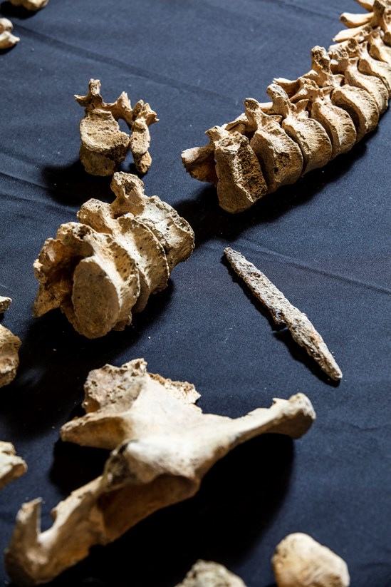 A skeleton, aged 17-24, found with a iron spear point imbedded in his spine, uncovered during HS2's archaeological excavations of an Anglo Saxon burial ground in Wendover: A possible male skeleton, aged 17-24, found with a iron spear point imbedded into the thoracic vertebra, excavated during HS2 archaeological work in Wendover.

Tags: Anglo Saxon, Archaeology, Grave goods, History, Heritage, Wendover, Buckinghamshire