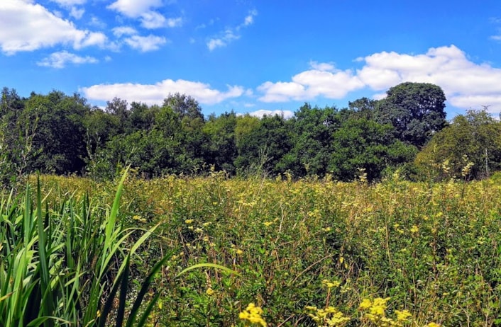 Breary Marsh: Harvest mice, Europe’s smallest rodent, have been found in Breary Marsh in Leeds after last having been recorded there in 1975.

Credit: D. L Preston