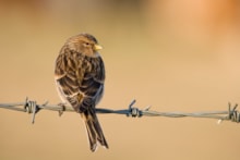 Twite on barbed wire from the back Tom Marshall RSPB: Twite on barbed wire from the back Tom Marshall RSPB