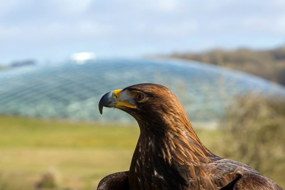 Eagle and botanic garden