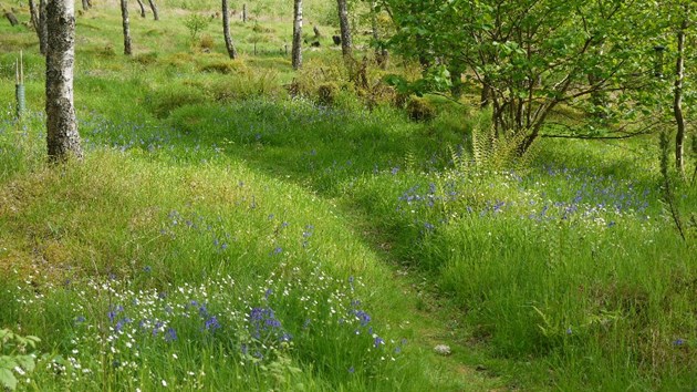 Bluebells (grown from seed) and Greater Stitchwort (grown from seed and cuttings) introduced under young birch trees in a woodland near Aberfeldy, Perthshire. ©Rick Worrell