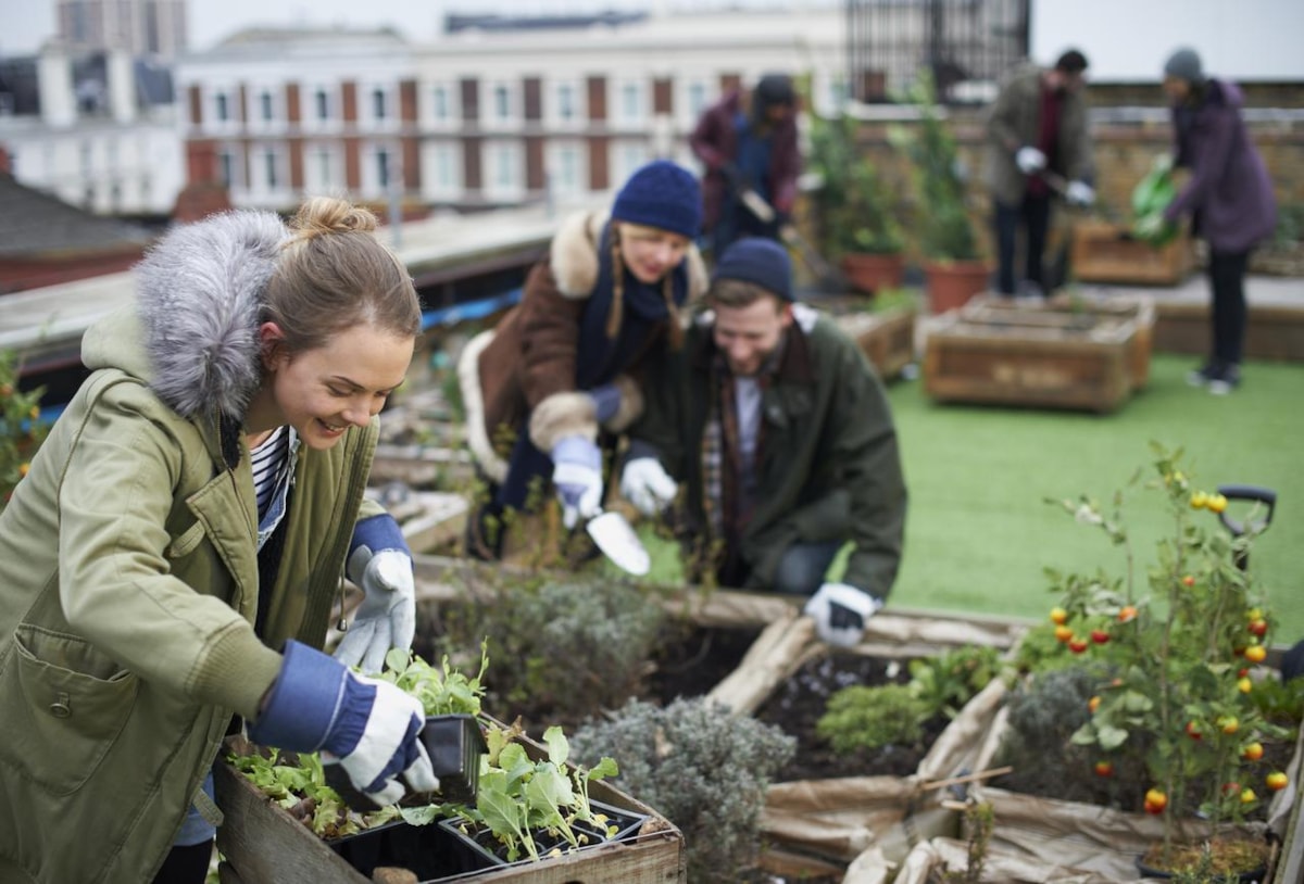 Woman planting allotment