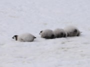 Emperor penguin chicks Peter Fretwell, BAS-2: Emperor penguin chicks Peter Fretwell, BAS-2