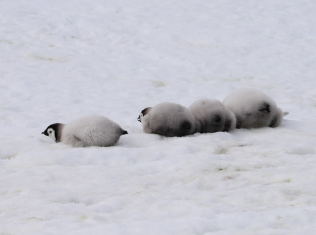 Emperor penguin chicks Peter Fretwell, BAS-2