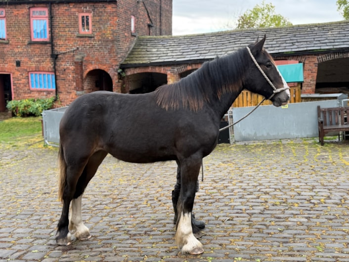 Batley Charlotte Gray-3: Batley Charlotte Gray-3
