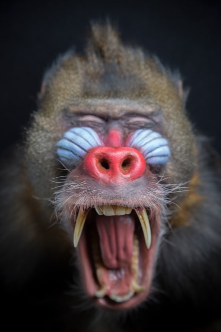 Mandrill. Copyright National Museums Scotland (1) (1)