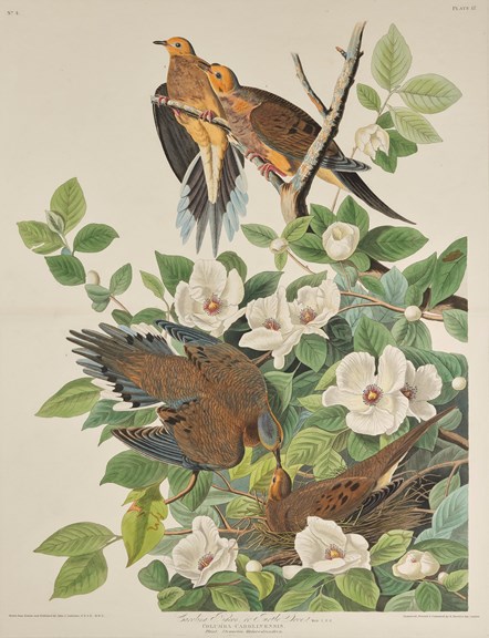 Print depicting Carolina Pigeons or Turtle Doves from Birds of America, by John James Audubon. Image © National Museums Scotland-2