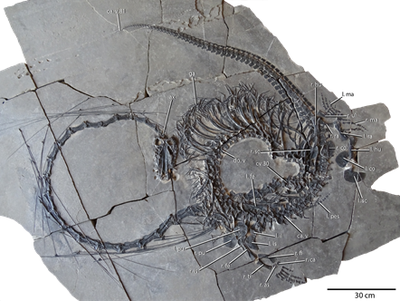 Dinocephalosaurus orientalis. Image © national Museums Scotland (2)