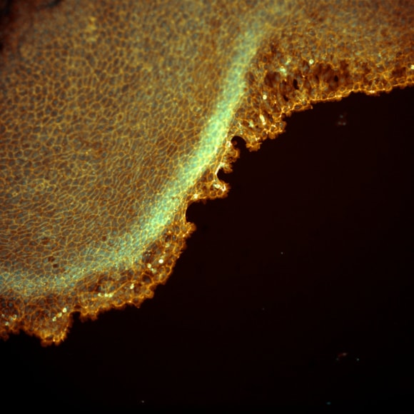 Harpagifer fin cell culture growing out