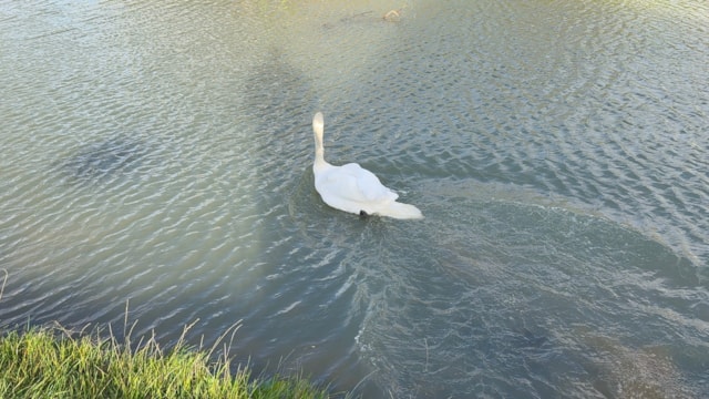 swanswim