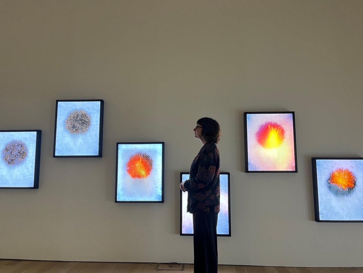 Plant Dreaming: Leeds Art Gallery's exhibitions curator Liza Butakova with Yan Wang Preston's Winter Seed Capsules, one of the stunning works on display as part of Plant Dreaming.