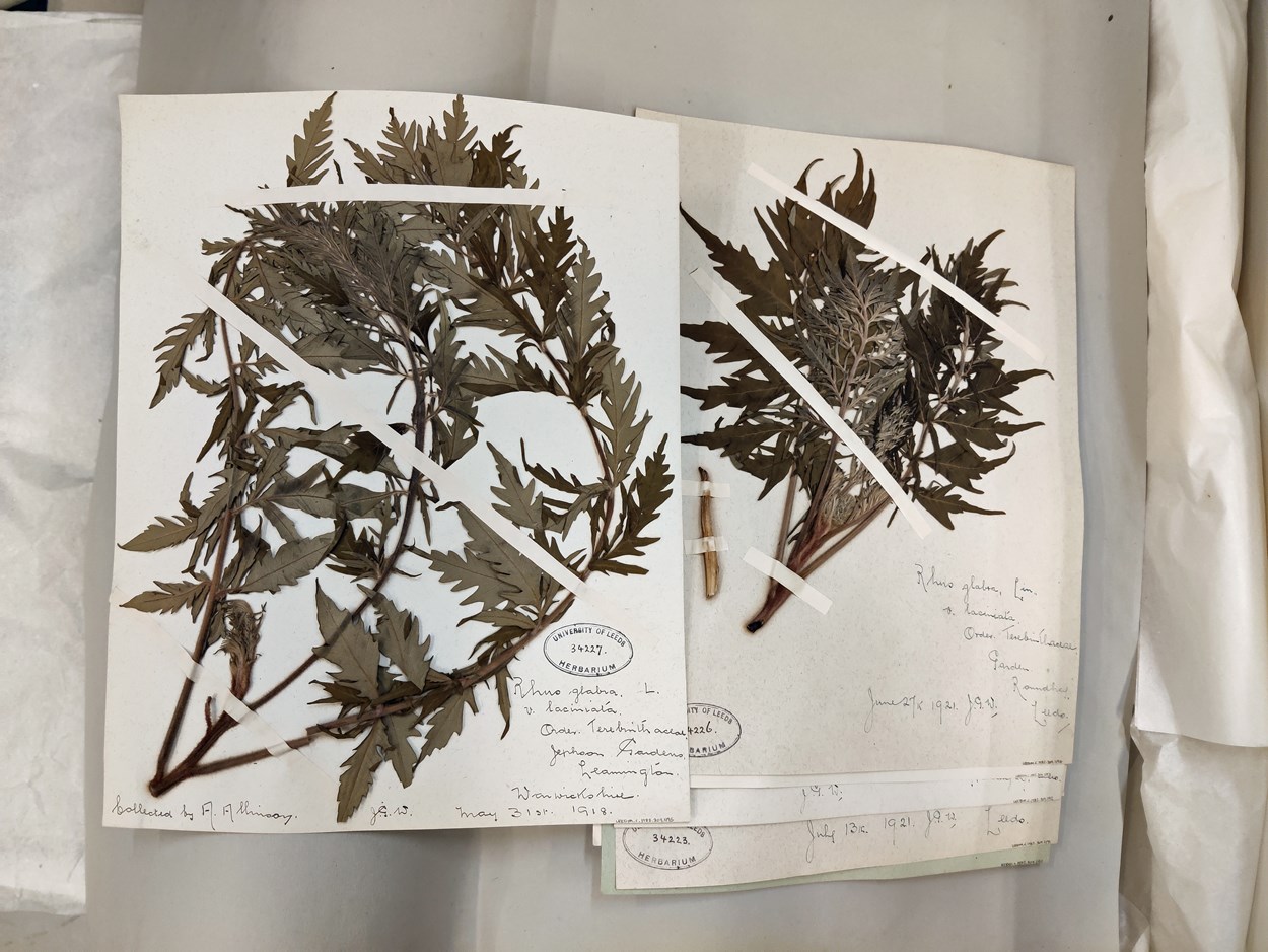 Museum lates: An example of one of the herbarium sheets from the city's vast collection, created by famed 19th century collector John Grimshaw Wilkinson.