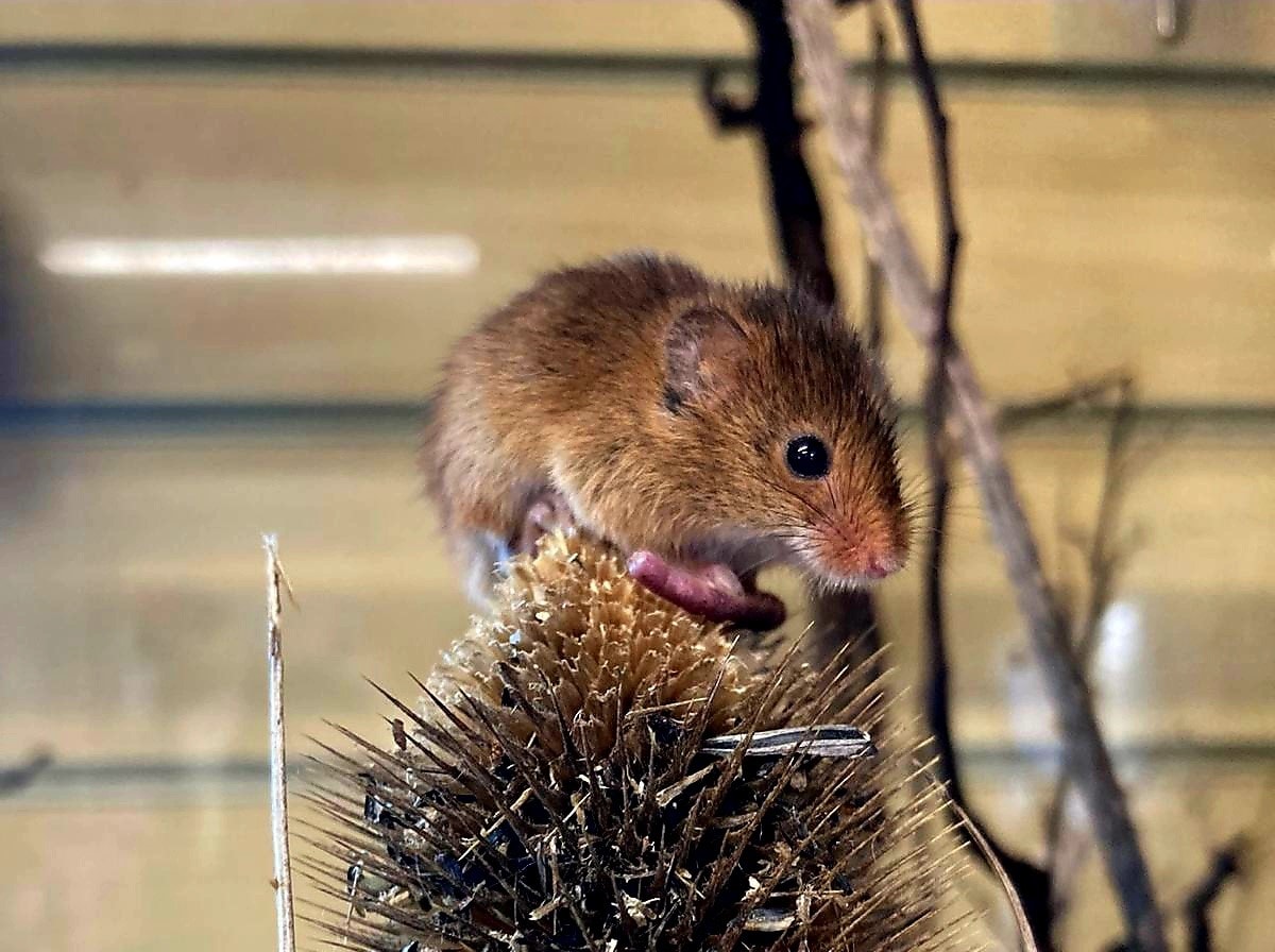 Harvest mouse: In 2012, Rodley Nature Reserve reintroduced harvest mice bred in captivity through a collaboration with Leeds City Council’s parks and green spaces service. 

Credit: Maggie Bellwood, Rodley Nature Reserve