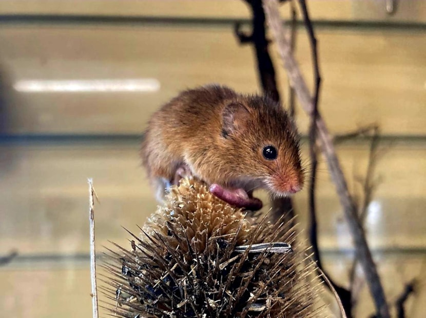 Miniature mice return to Breary Marsh after 50 years: Harvest mouse