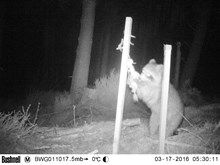 Camera trap 3 - raccoon: Free use.
