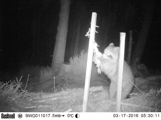 Camera trap 3 - raccoon: Free use.