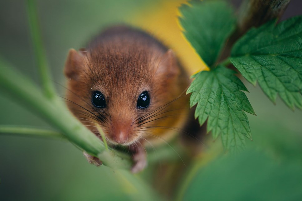 Hazel dormouse Angyalosi Beata Shutterstock