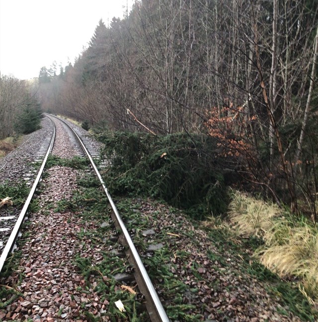 ScotRail services to end early on Wednesday as Storm Dudley sweeps Scotland: tree on line cropped