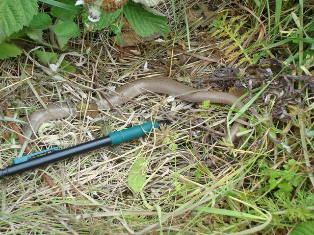 Crossrail Green Apple Award - slow worm: Network Rail has won a Green Apple Award for its work protecting biodiversity during the design and construction for a new flyover at Heathrow Junction, as part of the Crossrail project