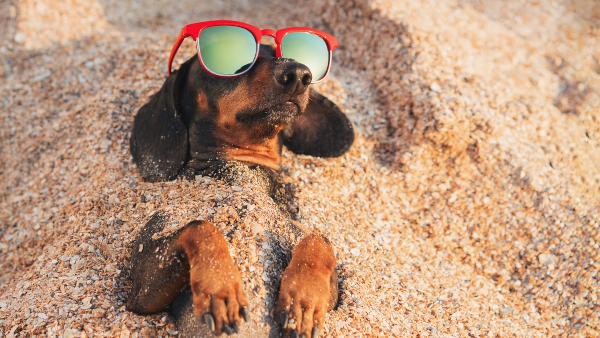 pets and heatwaves cropped