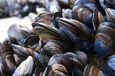 Protecting shellfish production: Marine-fisheries-shellfish-mussels
