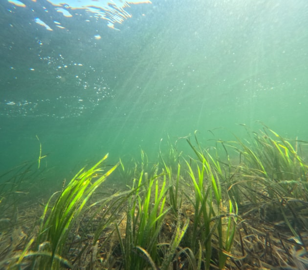 Seagrass-10