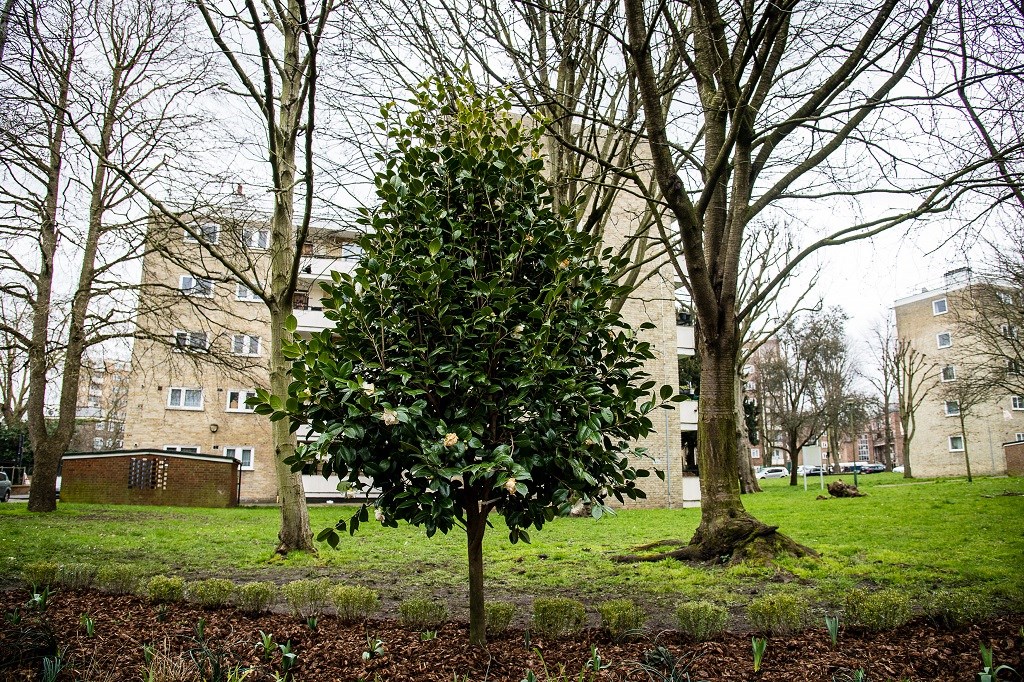 The camellia bush in Highbury Quadrant, which has been planted to mark a year since the first lockdown