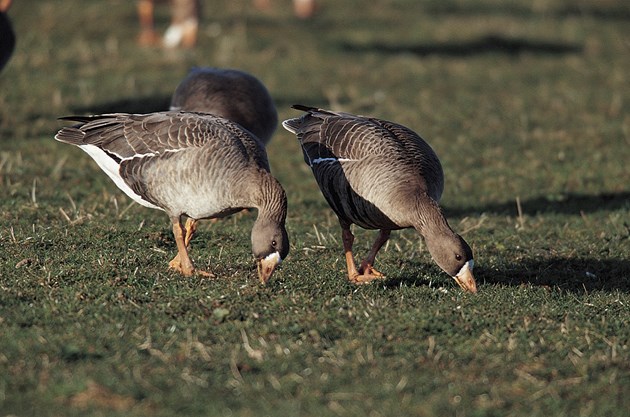 Greenland white-fronted geese: Picture copyright RSPB for one-time use.