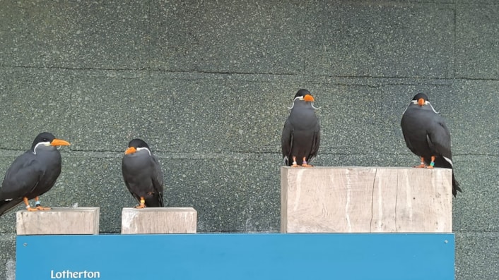 Inca Terns: Inca Terns