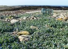 Shingle beach at Orkney, Holms of Ire: Vegetated coastal shingle beach at Holms of Ire, Orkney. Picture by Roland Randall
