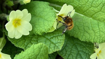 Asthall Leigh UKSPF event Hairy-Footed flower bee