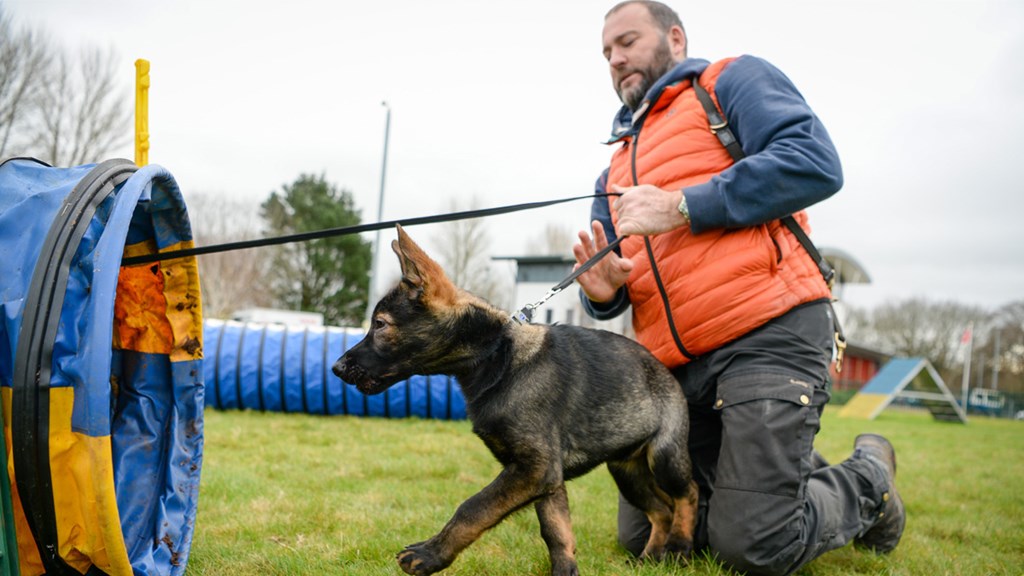 Puppy Training - Hero Image