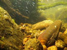 Freshwater pearl mussels in the River Dee: Free use of picture. Copyright SNH/J Webley.