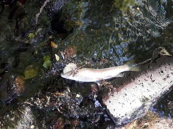 Natural Resources Wales investigates fish kill: 61196992 2316628345081258 981004185770131456 o