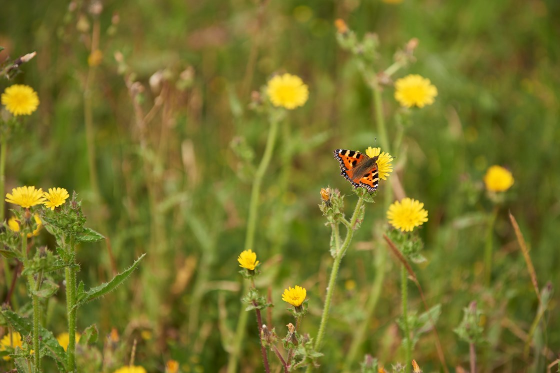 Insect and plant life at an ecology site at River Thame