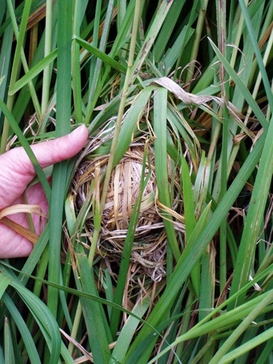 Harvest mouse nest: A harvest mouse nest in Leeds.

Credit: Ann Hanson, Yorkshire Mammal Group