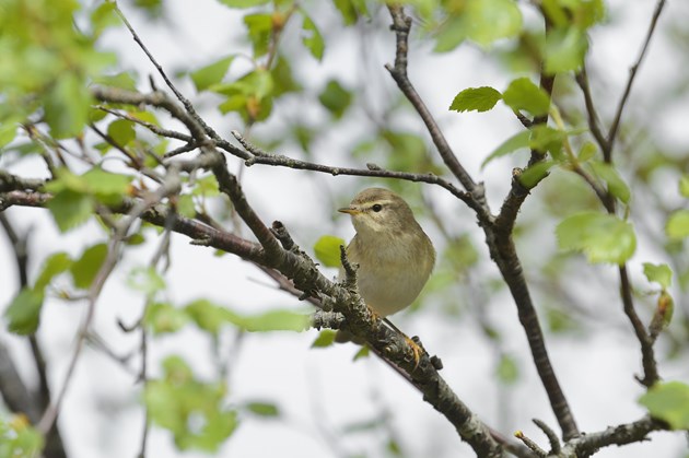 Willow warbler. Copyright: Lorne Gill/NatureScot
