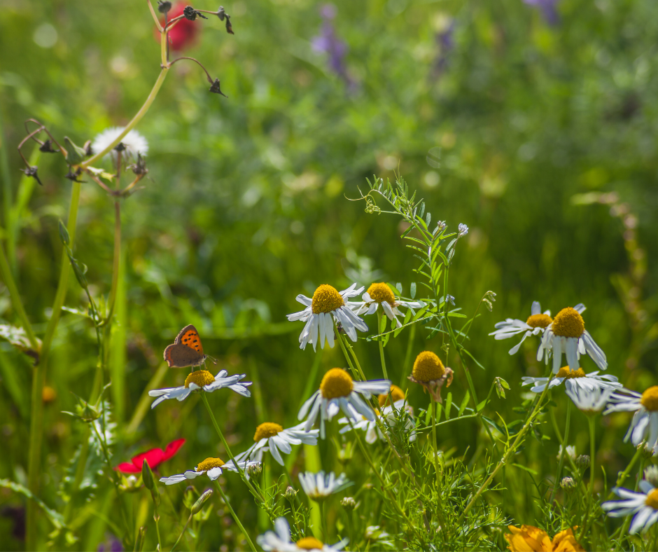 A summer image of a green field with summer flowers including red poppies and a butterfly perched on a flower.