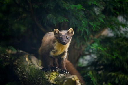 Pine Marten stock image