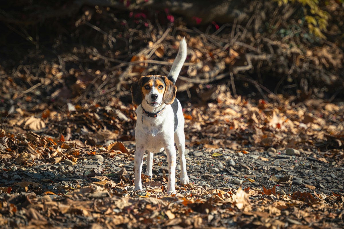 image of a dog