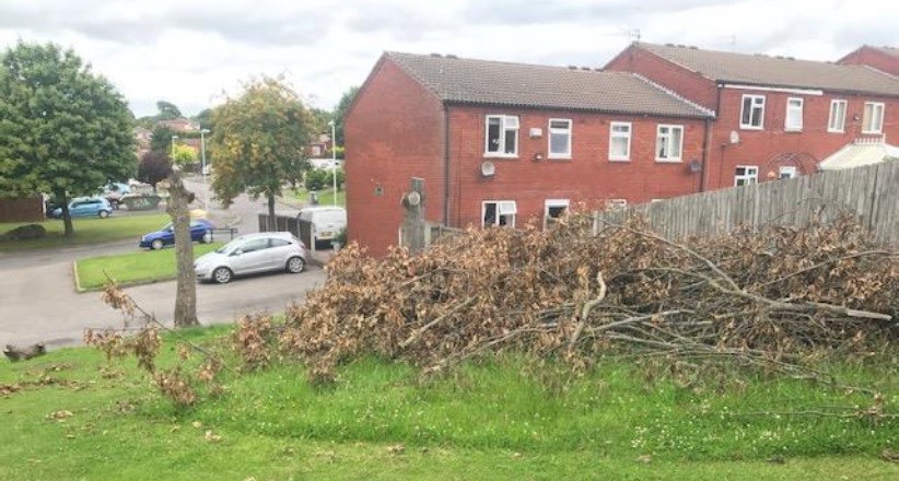 Trees that have been cut back