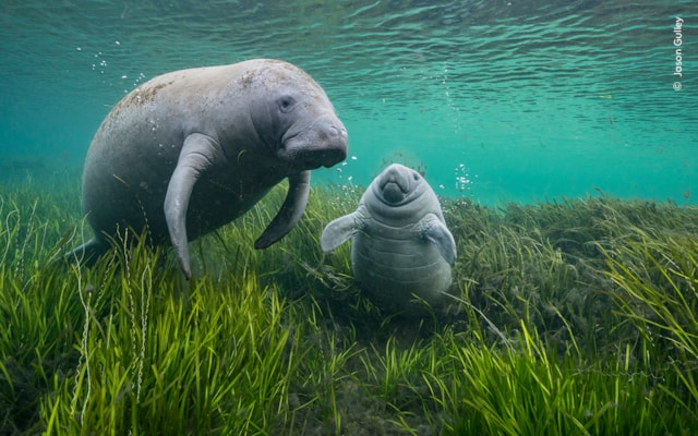 © 4TH 1a. Jason Gulley, Wildlife Photographer of the Year
