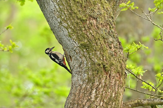 A great-spotted woodpecker. Copyright: Lorne Gill/NatureScot