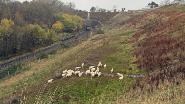 The 'Harbury herd': The 'Harbury herd'